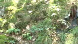 Martin y sus amigos follan en el bosque