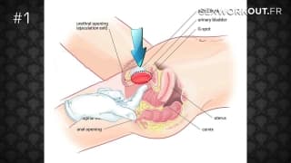 How2fuck : juegos sensuales con el sex coach