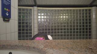 En cualquier baño público esta francesa se graba masturbándose